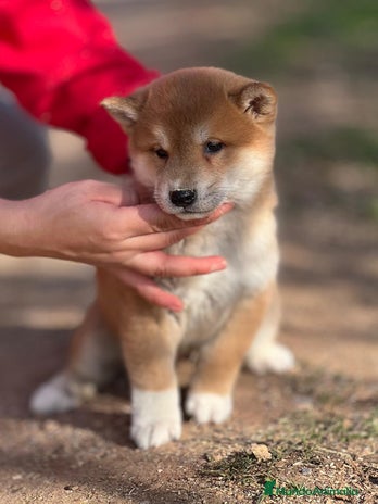 Shiba Inu perros en Barcelona - Anuncio 10