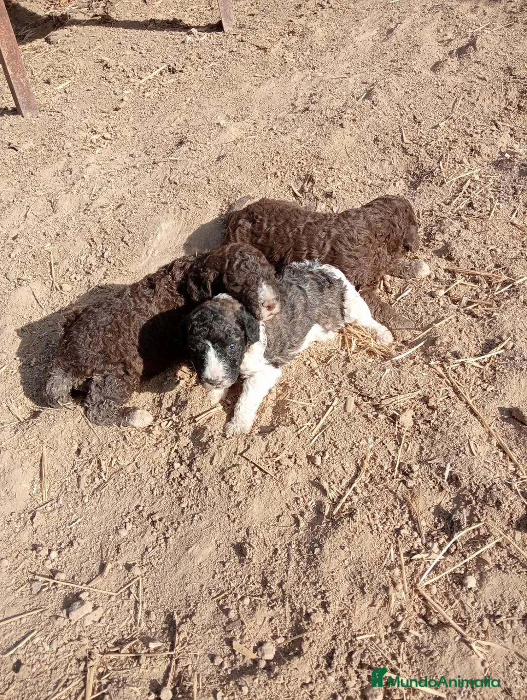 Perro de Agua Español perros en venta: Perros de agua  - Anuncio 2