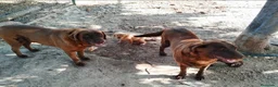Labrador Retriever perros en venta: Labrador retriever de calidad  - Anuncio 3