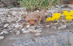 Yorkshire Terrier perros en venta: YORKSHIRE - Imagen 4