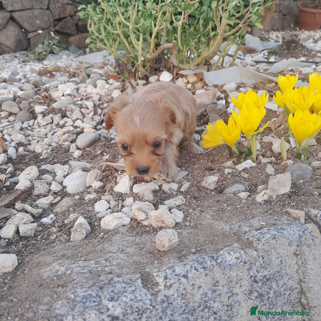 Yorkshire Terrier perros en venta: YORKSHIRE - Imagen 4