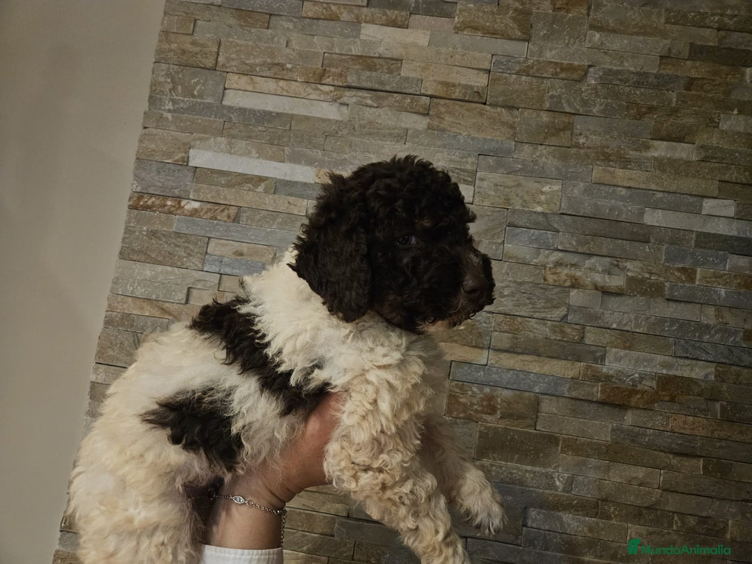 Perro de Agua Español perros en venta: Machos bicolores PDAE - Imagen 3