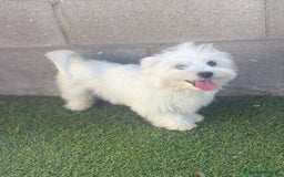 Bichón Maltés perros en venta: Bichon maltes - Imagen 17