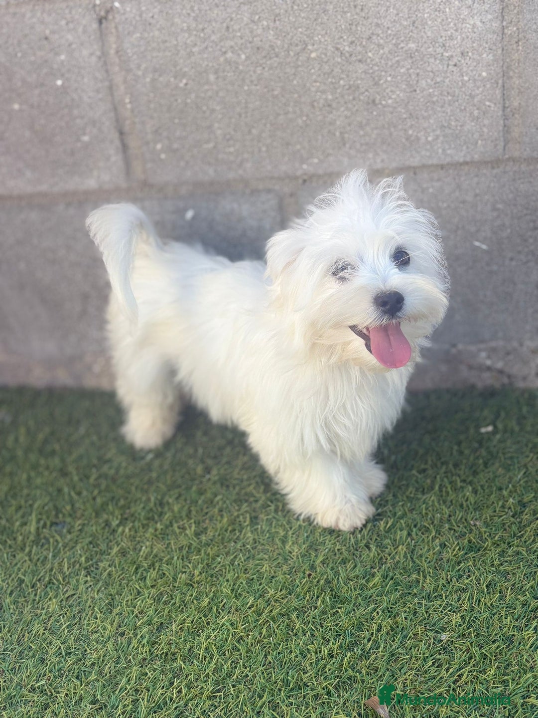 Bichón Maltés perros en venta: Bichon maltes - Imagen 17