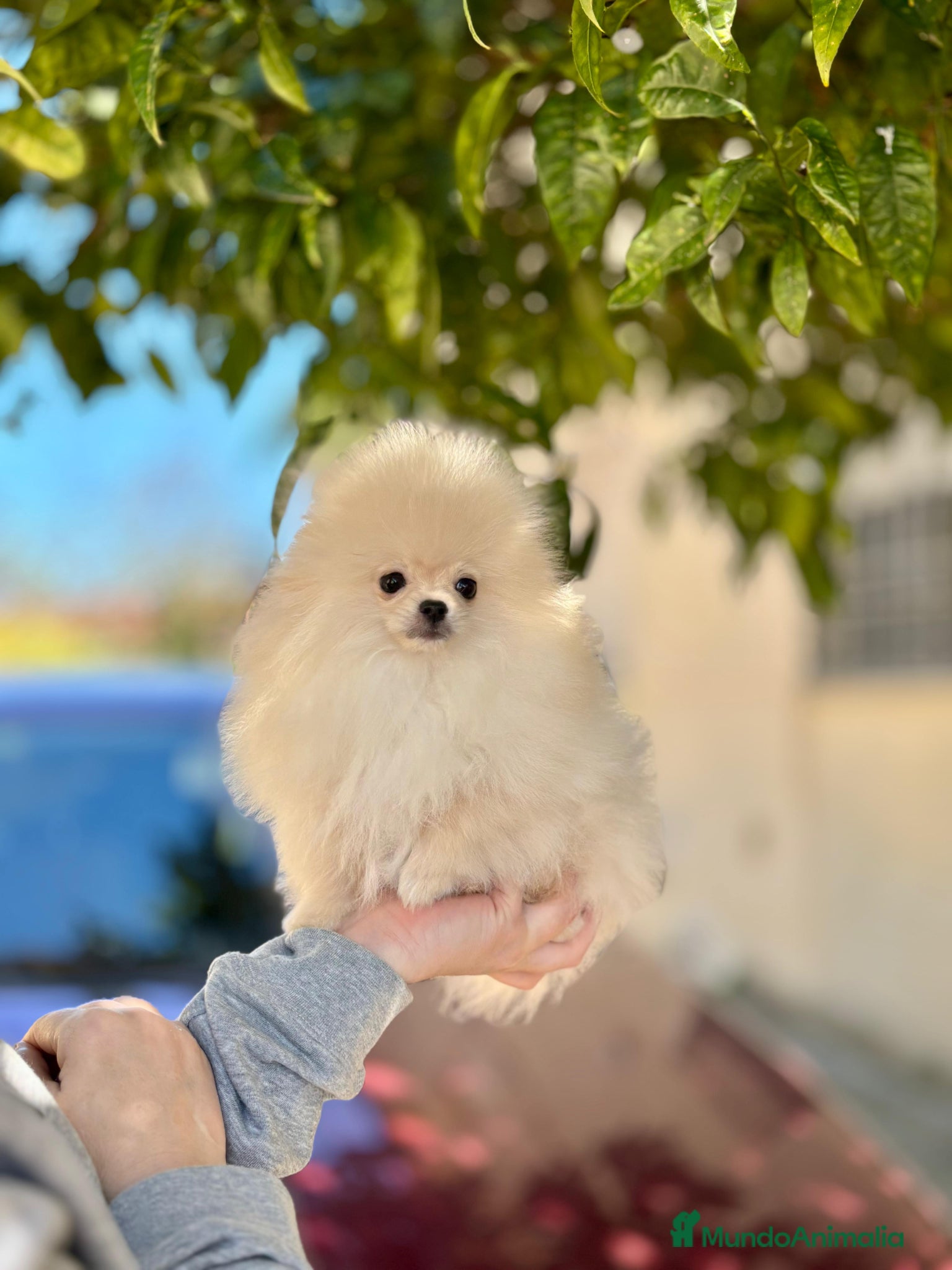 Pomerania perros Macho línea coreana  - Anuncio 1