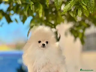 Pomerania perros Macho línea coreana - Anuncio 1
