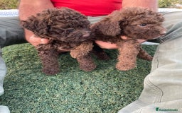 Perro de Agua Español perros en venta: Perro de agua  - Imagen 9