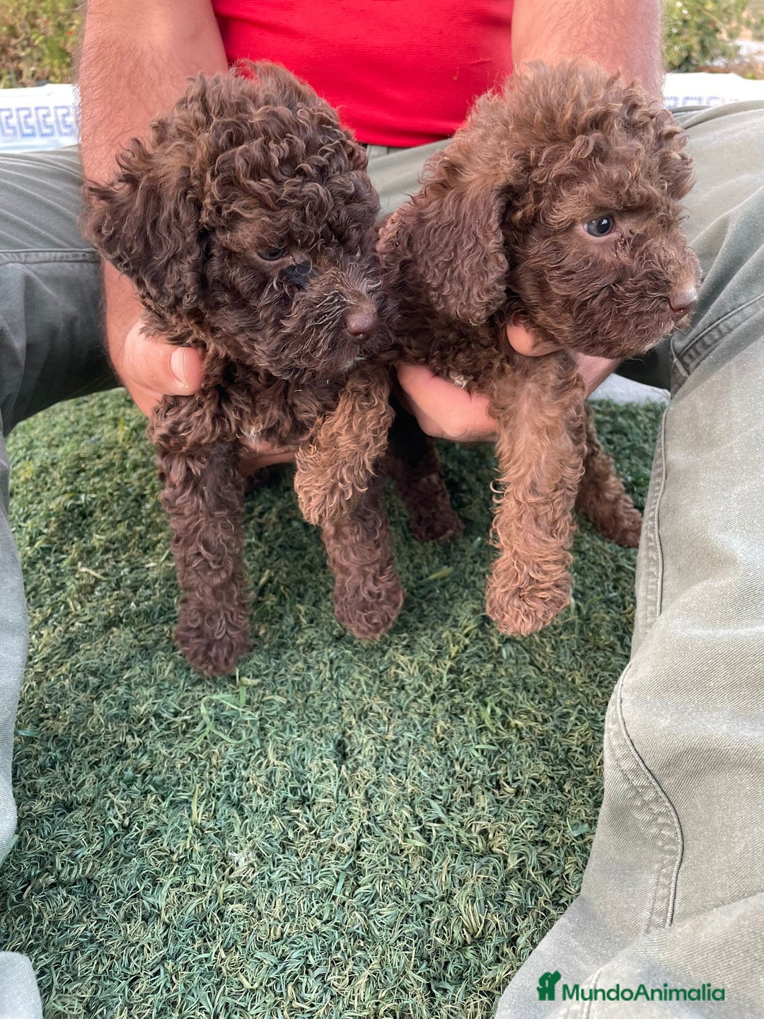 Perro de Agua Español perros en venta: Perro de agua  - Imagen 9