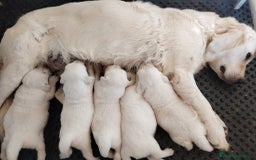 Golden Retriever perros en venta: Golden retriever  en Madrid - Imagen 1