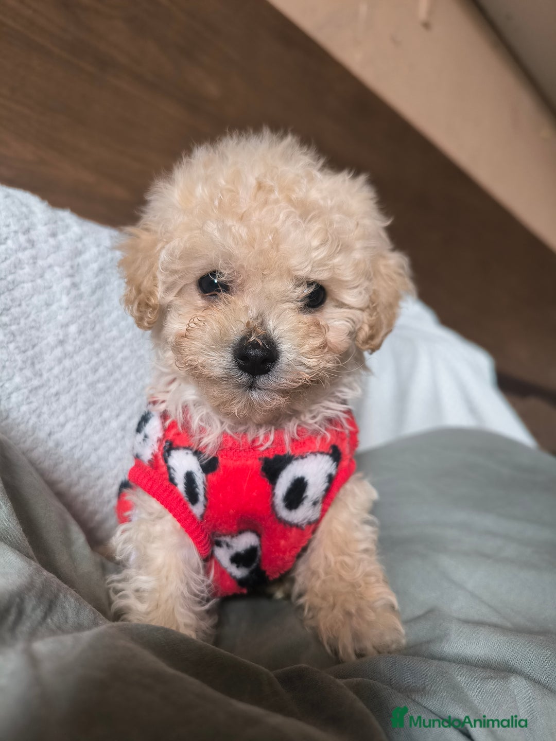 Caniche Toy perros en venta: Caniche mini toy  - Anuncio 3