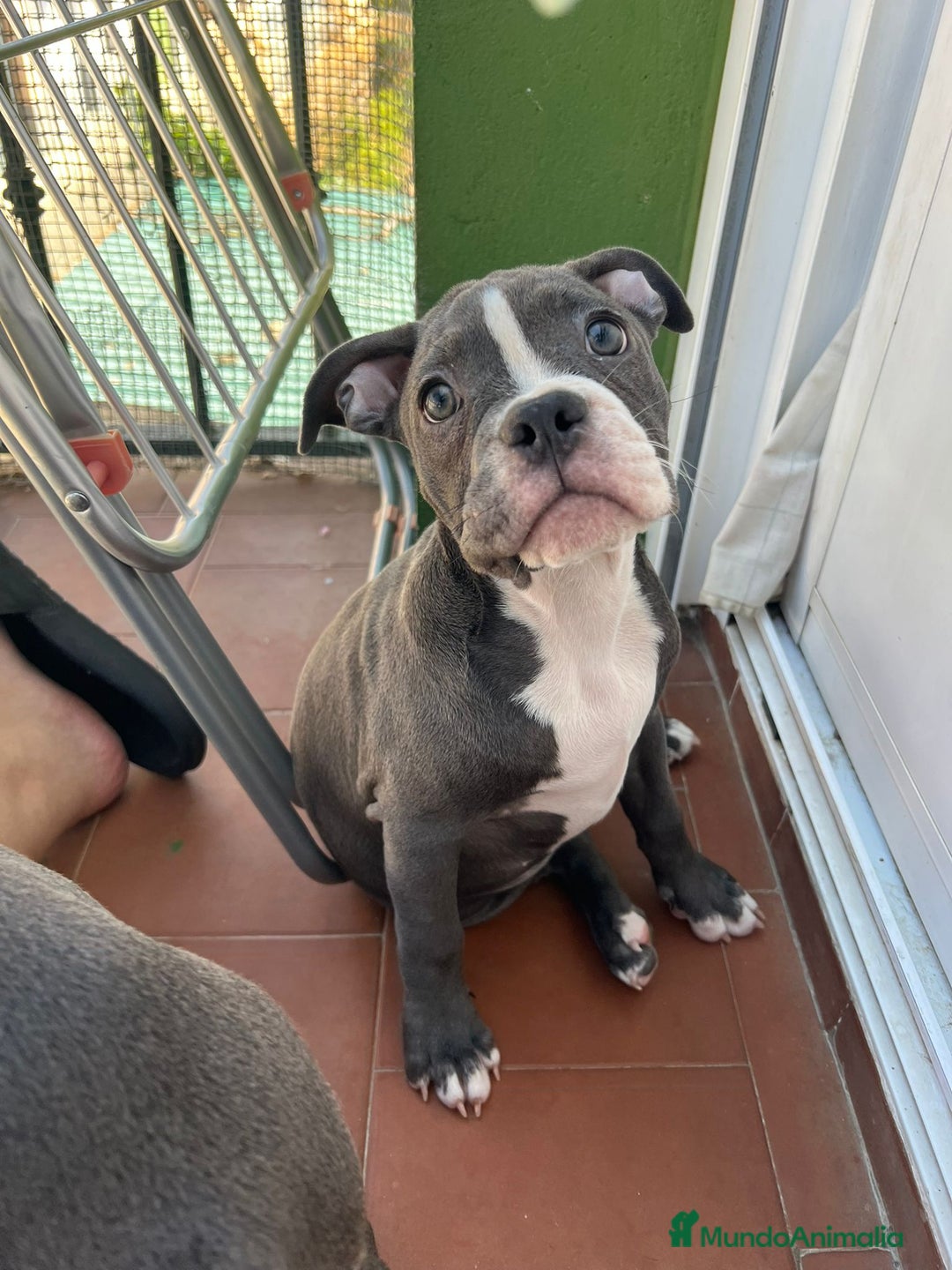 Raza Mixta perros en venta: Cruce de american bully  - Imagen 4