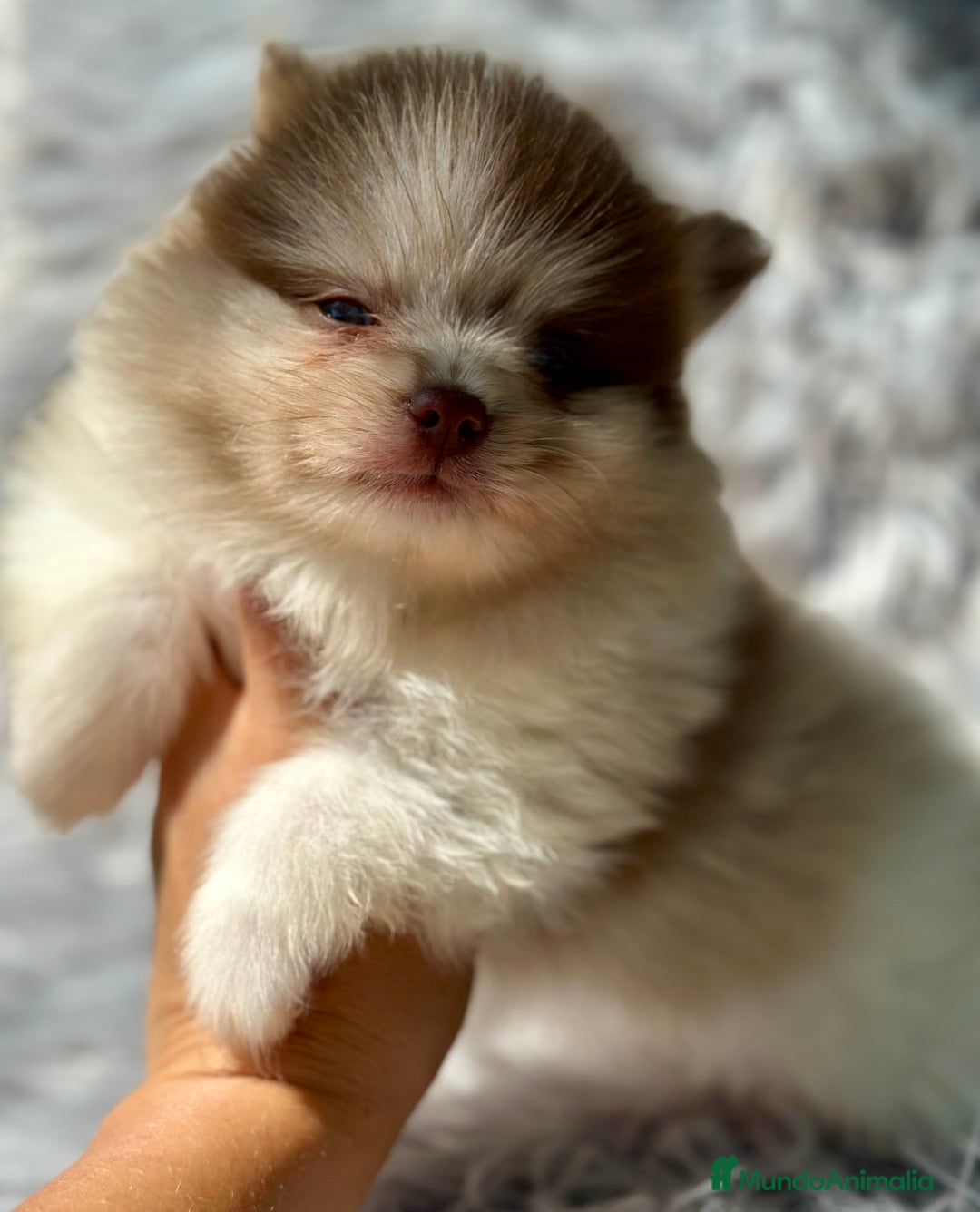 Pomerania perros en venta: POMERANIA TOY LINE RUSA - Imagen 3
