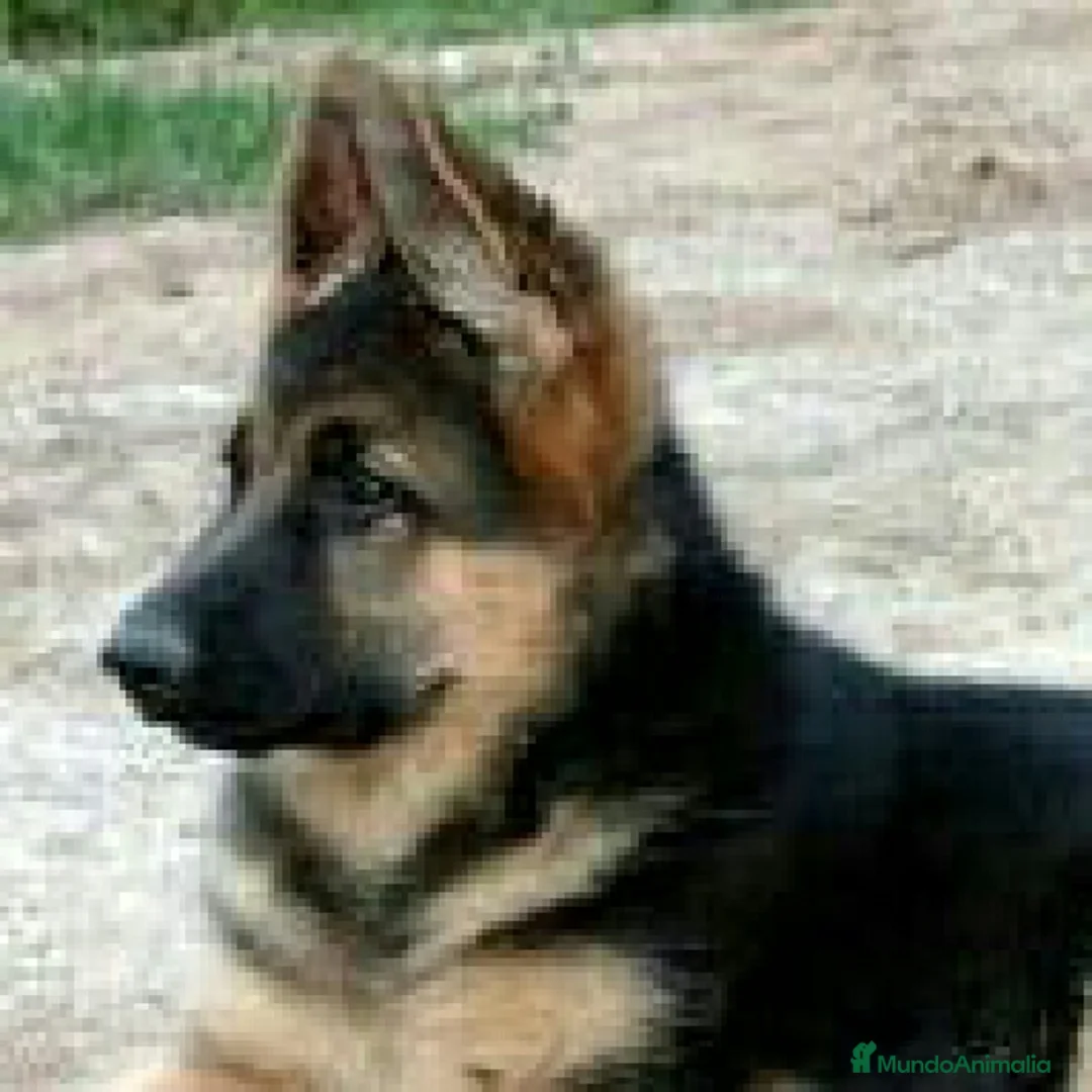 Pastor Alemán perros en venta: Excelentes cachorros de Pastor Aleman  - Anuncio 11