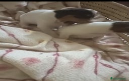 Otras razas perros en venta: BODEGUERO PURA RAZA - Imagen 2