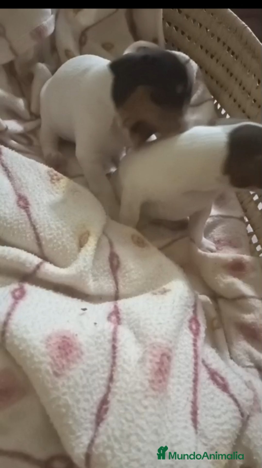 Otras razas perros en venta: BODEGUERO PURA RAZA - Imagen 2