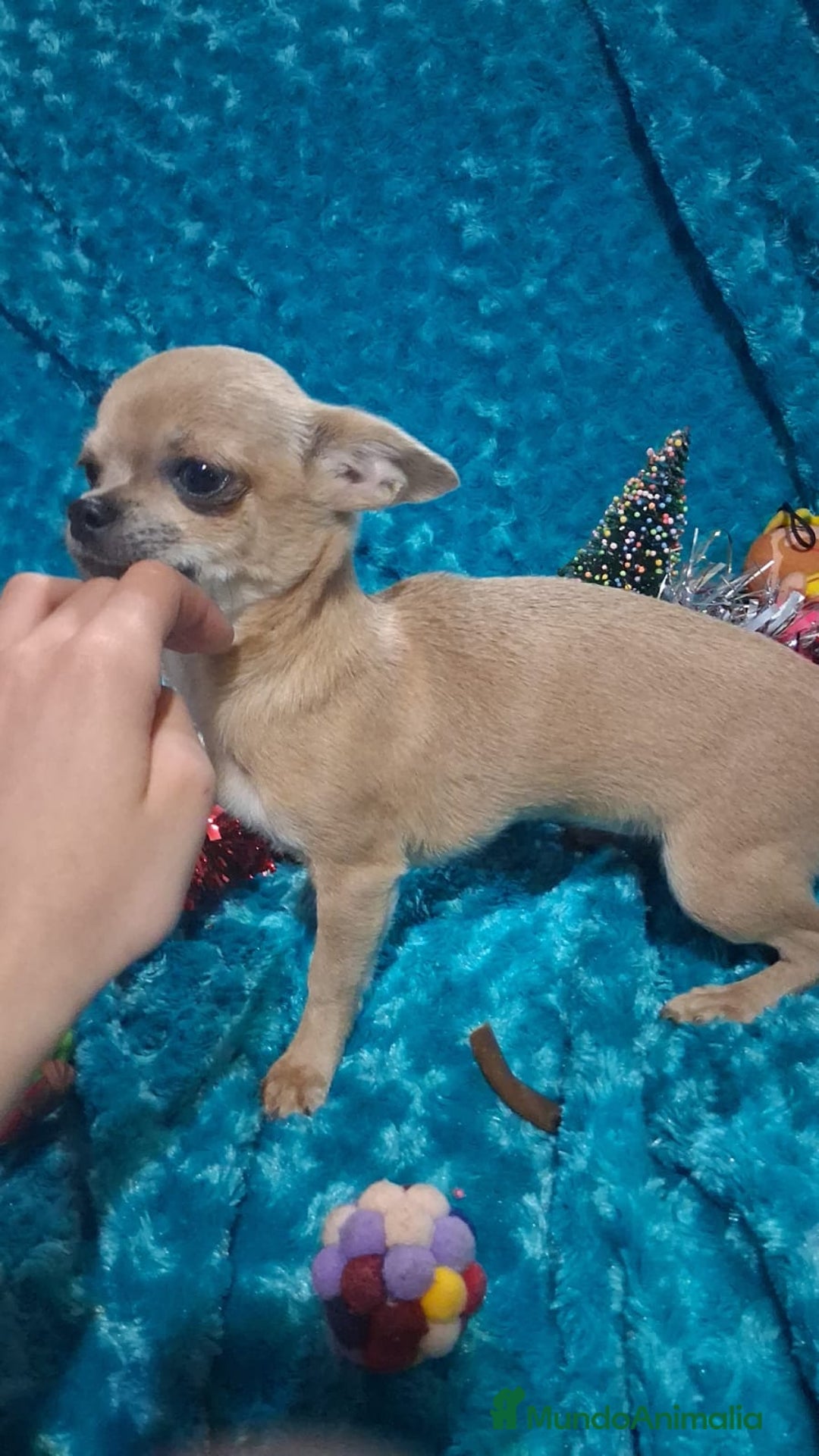 Chihuahua perros en venta: Preciosa chihuahua super toy de 5 meses  - Anuncio 2