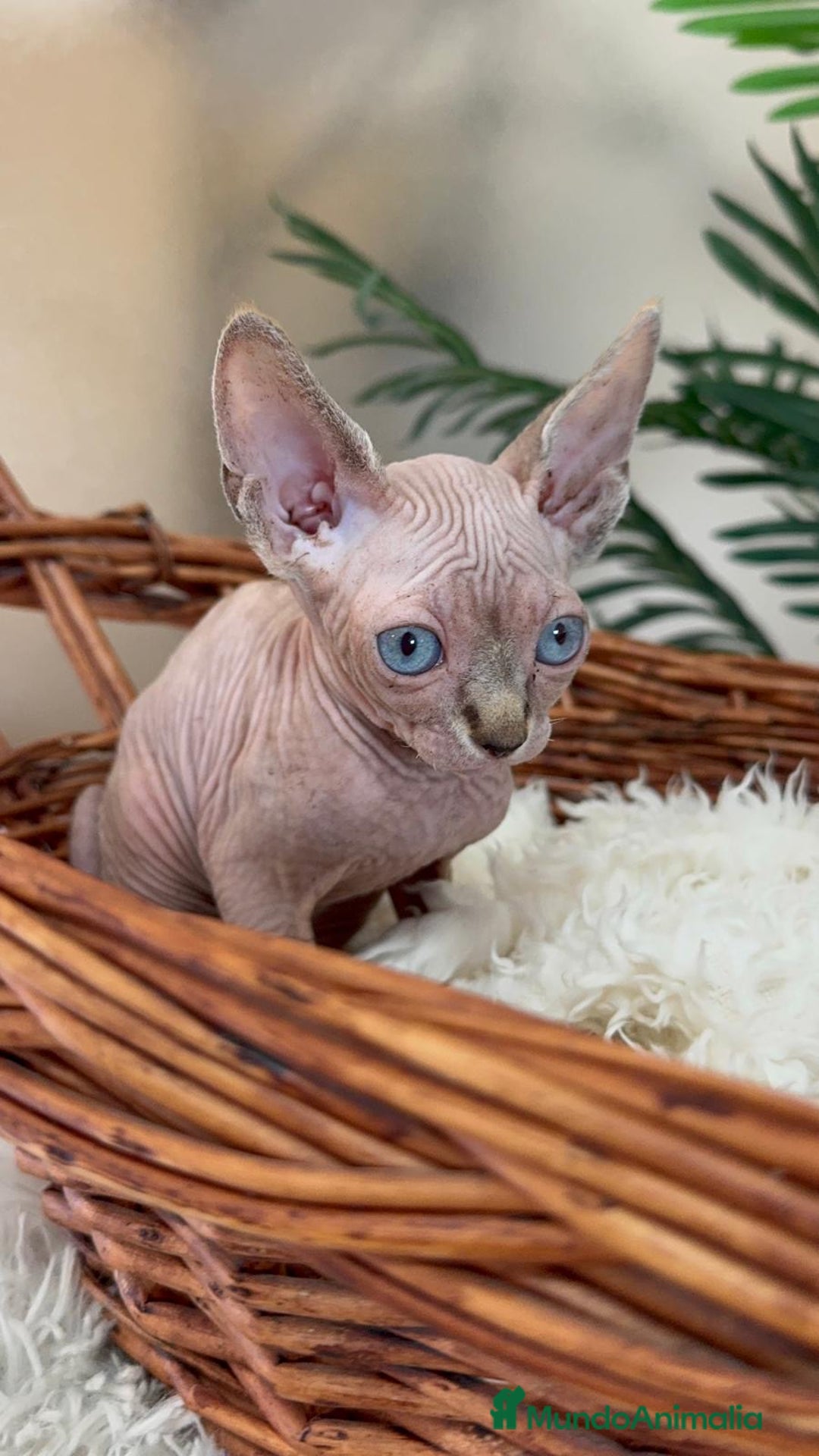 Sphynx gatos en venta: Gatitas sphynx  - Anuncio 3