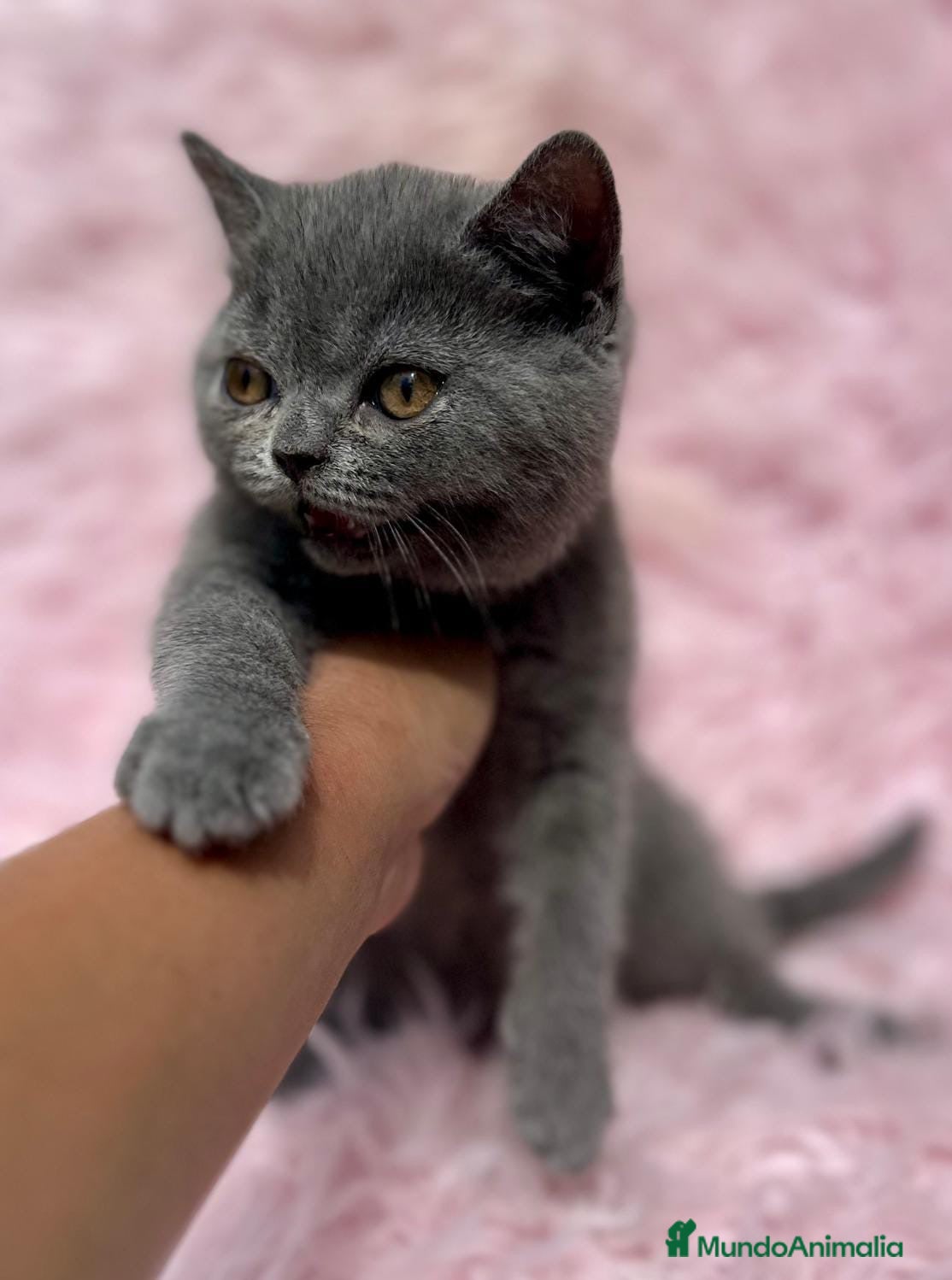 Británico de Pelo Corto gatos BRITISH SHORT HAIR PRECIOSA - Anuncio 27