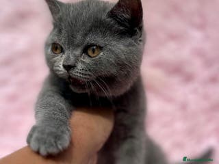 Británico de Pelo Corto gatos BRITISH SHORT HAIR PRECIOSA - Anuncio 14