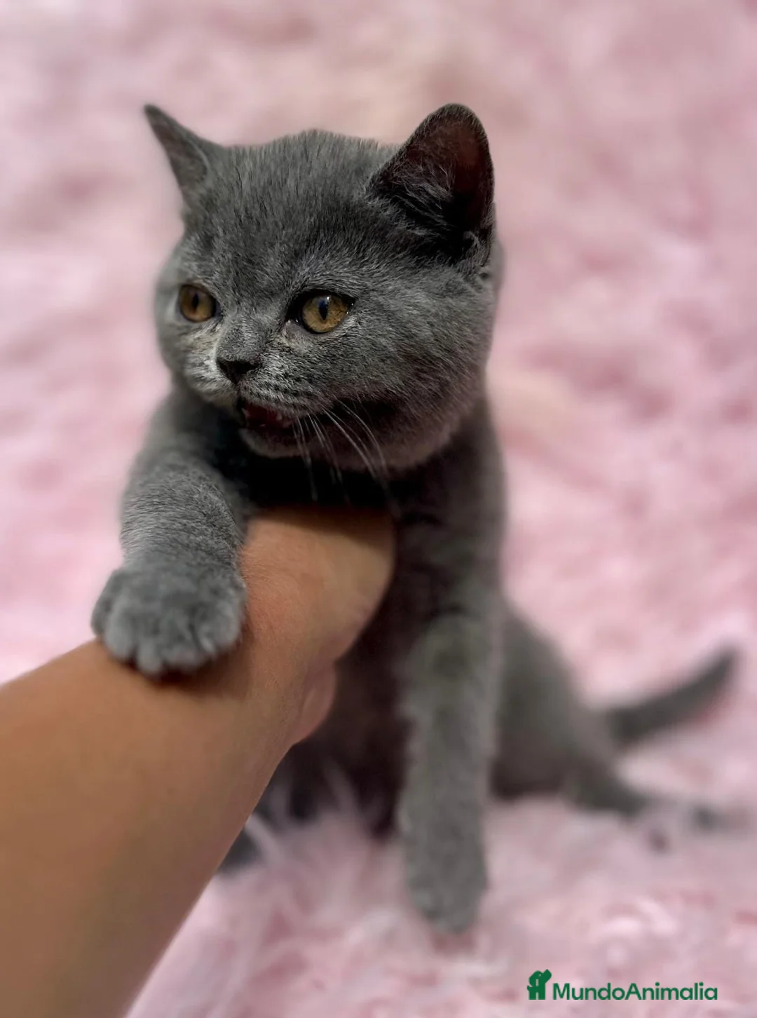 Británico de Pelo Corto gatos en venta: BRITISH SHORT HAIR PRECIOSA - Anuncio 1