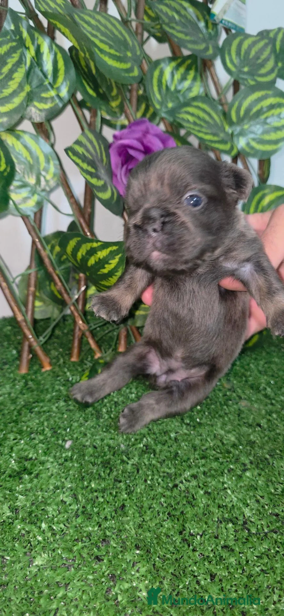 Bulldog Francés perros en venta: Bulldog francés  - Anuncio 15