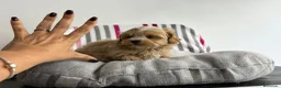 Maltipoo perros en venta: Maltipoo apricot  - Anuncio 5