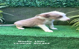 Border Collie perros en venta: BORDER COLLIE color lilac - Imagen 25