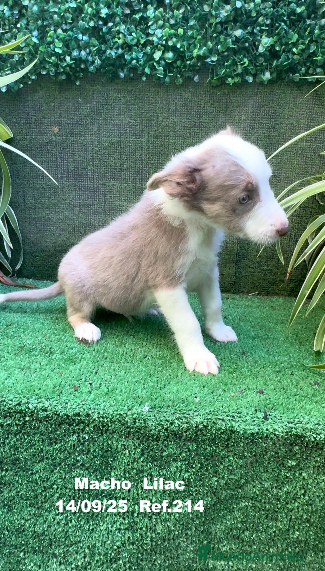 Border Collie perros en venta: BORDER COLLIE color lilac - Imagen 25