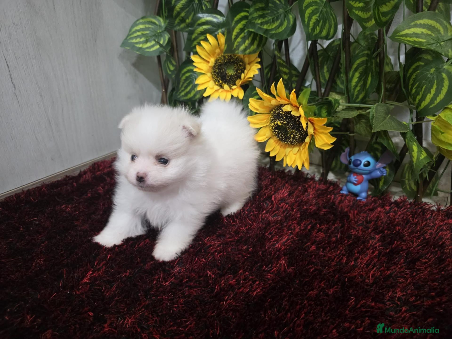 Pomerania perros Pomerania - Anuncio 2