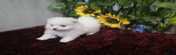Pomerania perros en venta: Pomerania - Anuncio 1