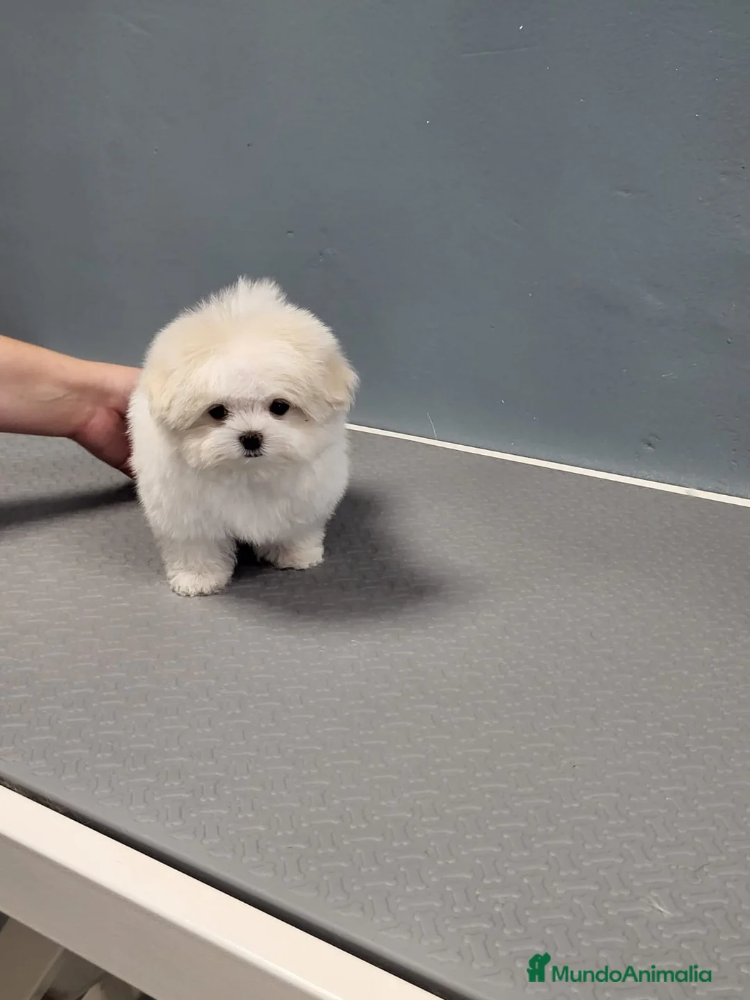 Bichón Maltés perros en venta: Bichón Maltes micro Toy en Barcelona - Anuncio 2