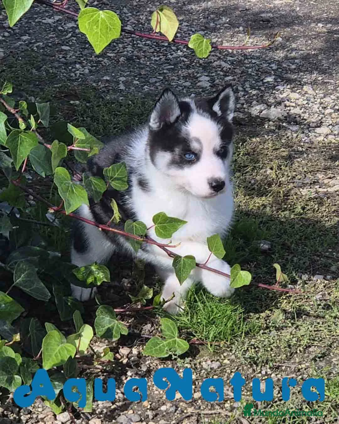 Husky Siberiano perros en venta: Husky Siberiano Hembra - AQUANATURA en Barcelona - Anuncio 3