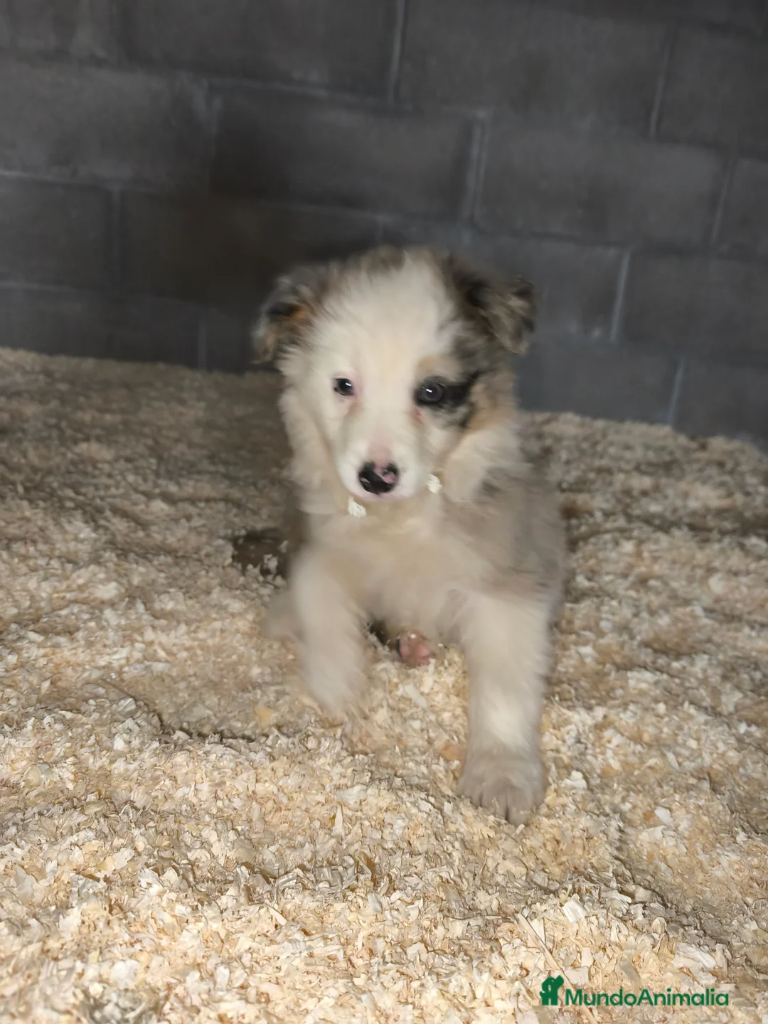 Border Collie perros en venta: Cachorros border collie color merle - Anuncio 7