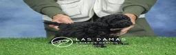 Raza Mixta perros en venta: Caniche macho color negro - Anuncio 4