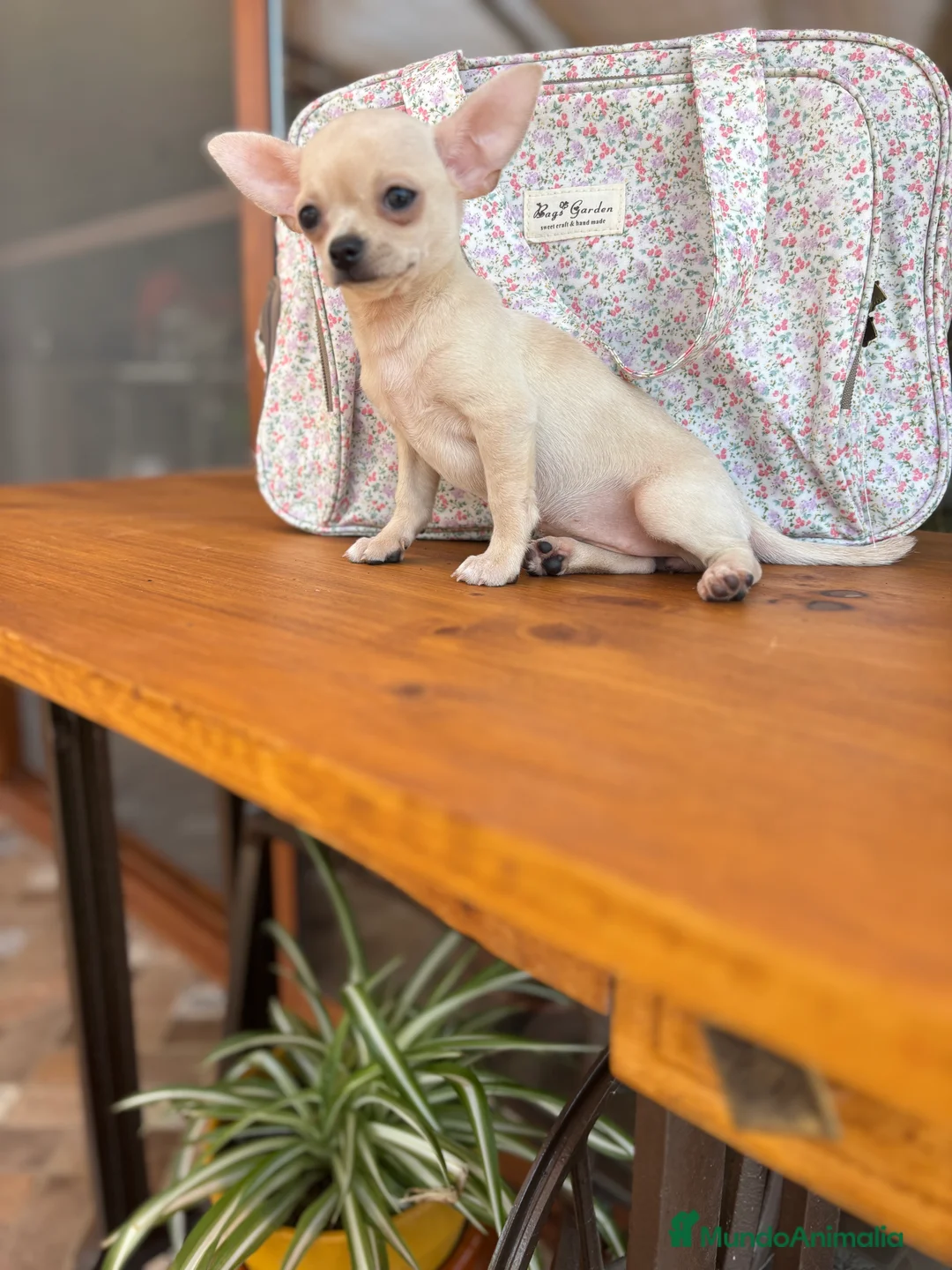 Chihuahua perros en venta: Chihuahua Hembra color blanco crema. - Anuncio 2