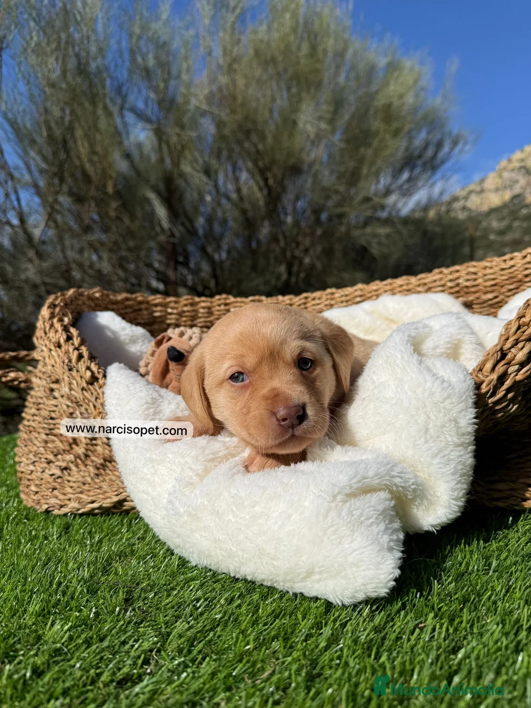 Labrador Retriever perros en venta: LABRADOR AMARILLO - Anuncio 2