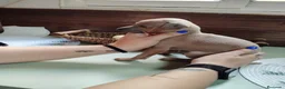 Pequeño Lebrel Italiano perros en venta: Galgo italiano color isabela - Anuncio 2
