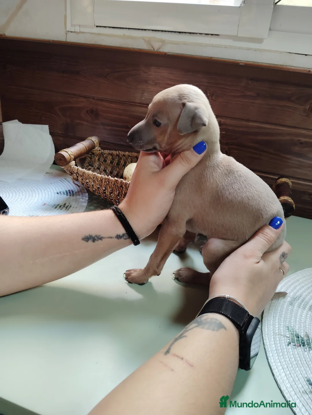 Pequeño Lebrel Italiano perros en venta: Galgo italiano color isabela - Anuncio 2