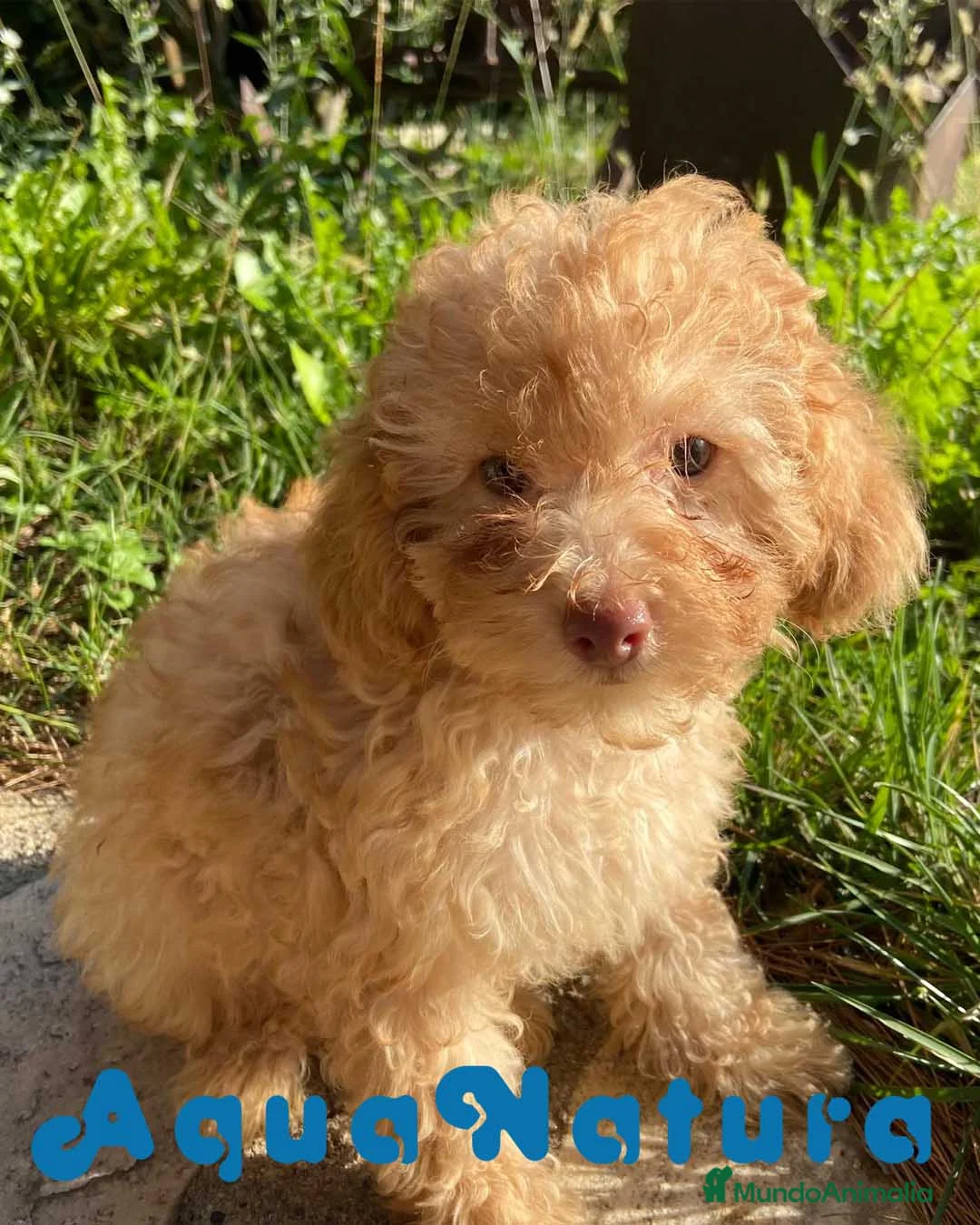 Caniche Mediano perros en venta: Caniche Hembra de Estela y Alejo 6278 - AQUANATURA en Barcelona - Anuncio 3