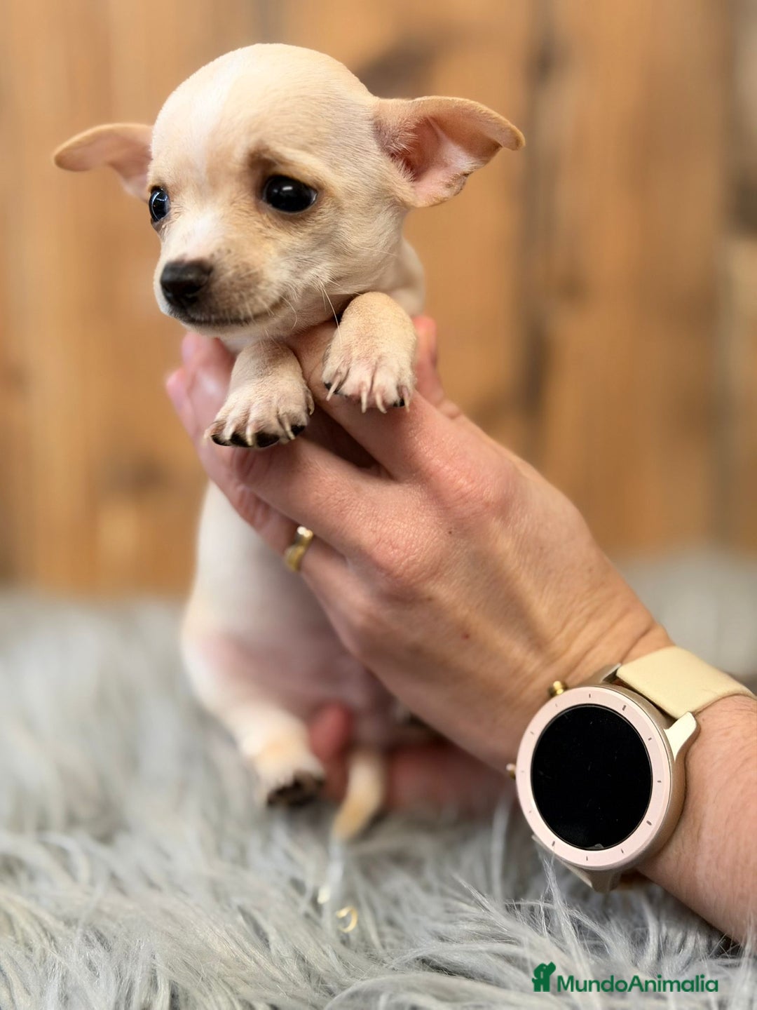 Chihuahua perros en venta: CHIHUAHUA CREMA - Anuncio 4