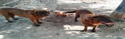 Labrador Retriever perros en venta: Labrador retriever  - Anuncio 2