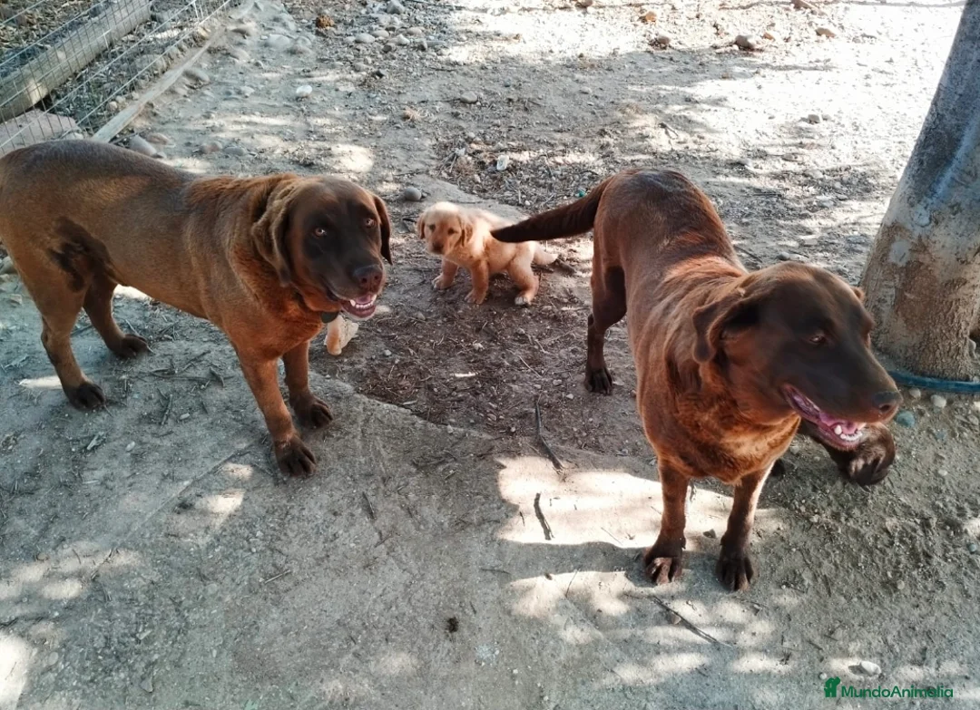 Labrador Retriever perros en venta: Labrador retriever  - Anuncio 2