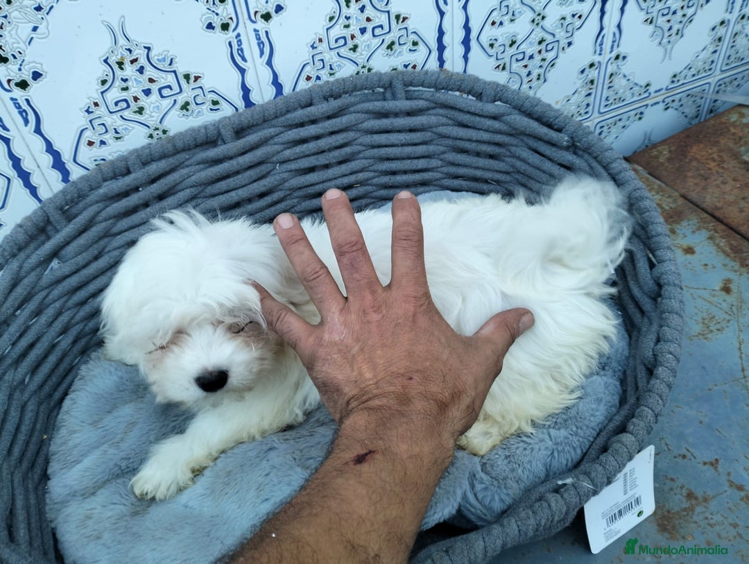 Bichón Maltés perros en venta: Bichón maltés 3 machitos  - Imagen 11