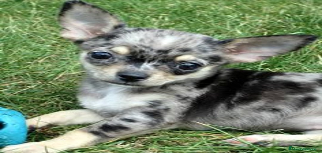 Imagen de galería {{count}}