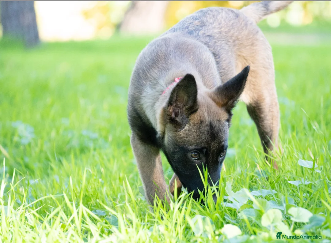 Imagen de galería {{count}}