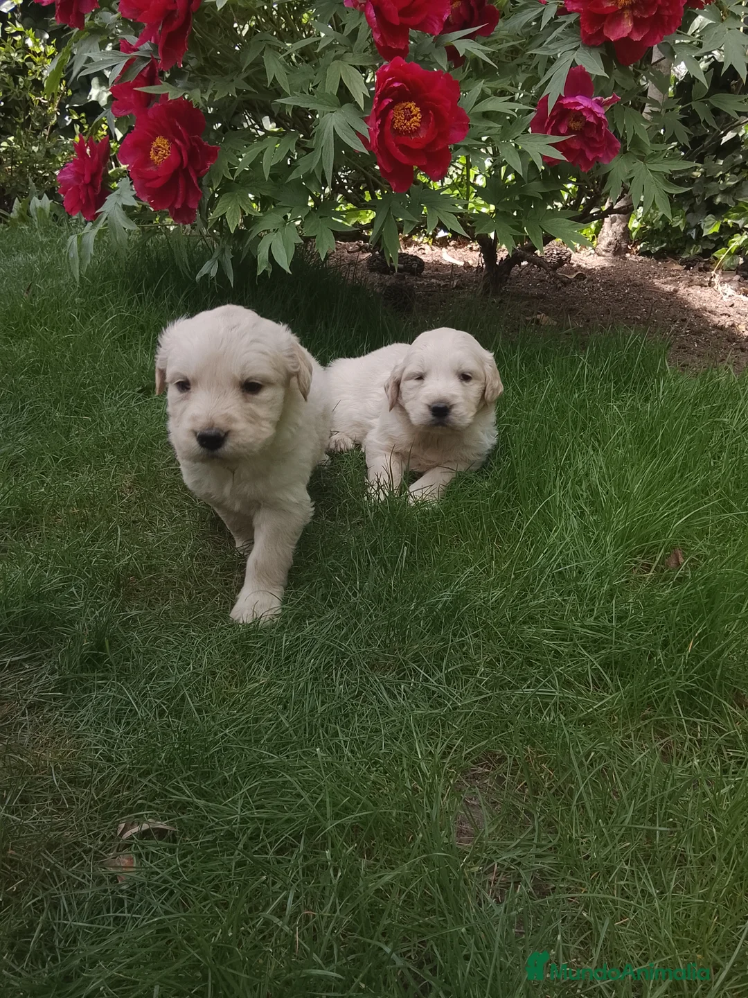 Golden Retriever perros en venta: Preciosos cacharros de golden retriever  - Anuncio 5