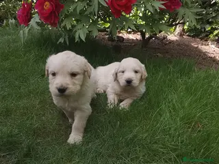 Golden Retriever perros Preciosos cacharros de golden retriever - Anuncio 4
