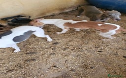 Pequeño Lebrel Italiano perros en venta: Lebrel italiano  - Imagen 2