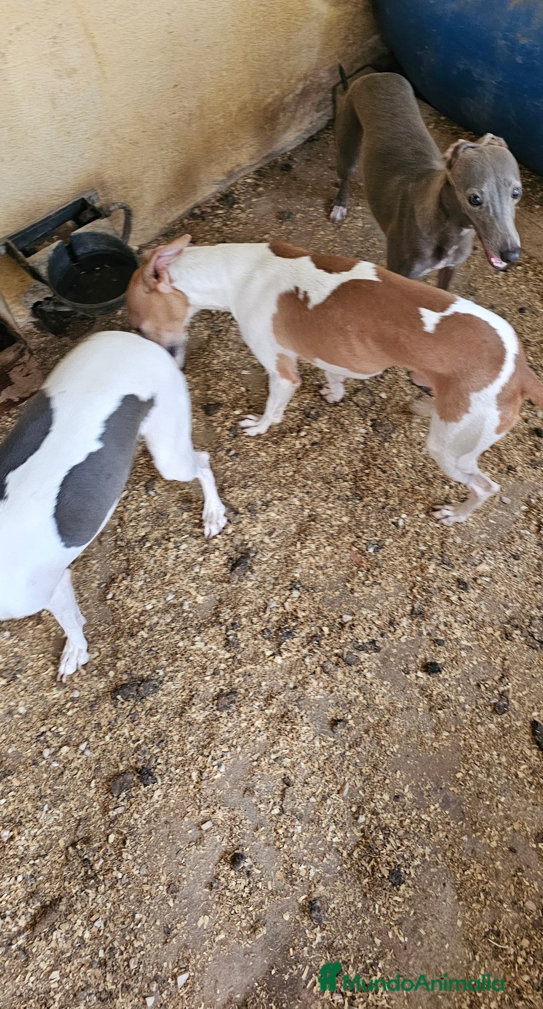 Pequeño Lebrel Italiano perros en venta: Lebrel italiano  - Imagen 2