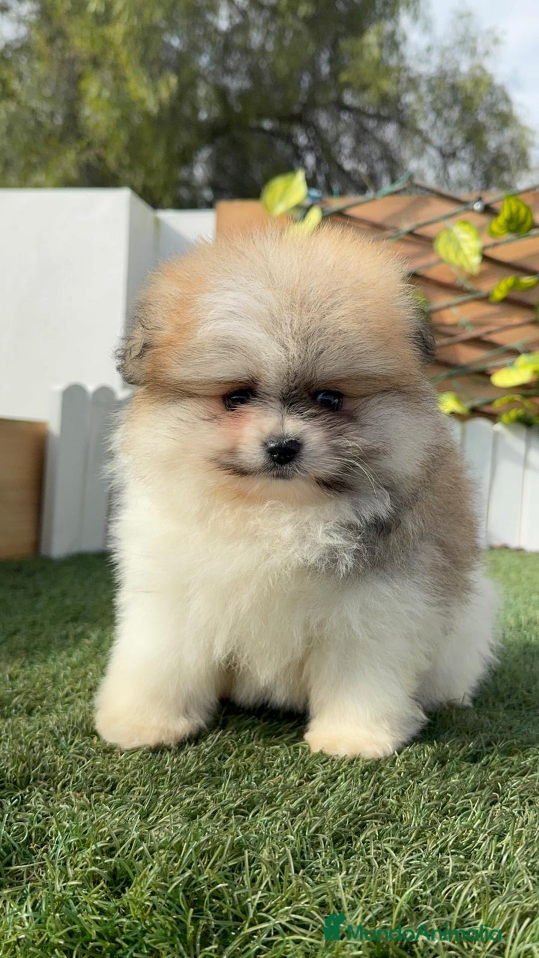 Pomerania perros en venta: POMERANIA HEMBRA DISPONIBLE - Anuncio 14